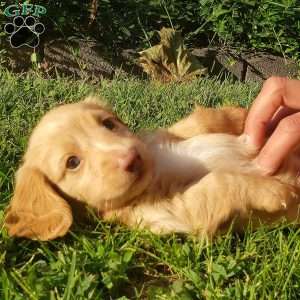 Teddy boy- Mini, Dachshund Puppy